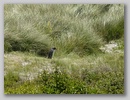 dsc07036.jpg